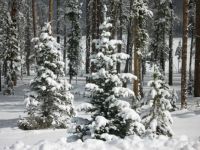 Winter Wonderland Colorado