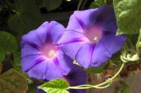 Morning Glory