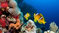 coral-reef-fish