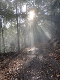 Pfälzerwald
