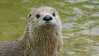 RIVER OTTER ---A NEW ZOO ESCAPEE