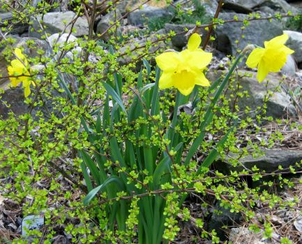 Daffodils in May