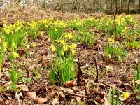 Wild Daffs