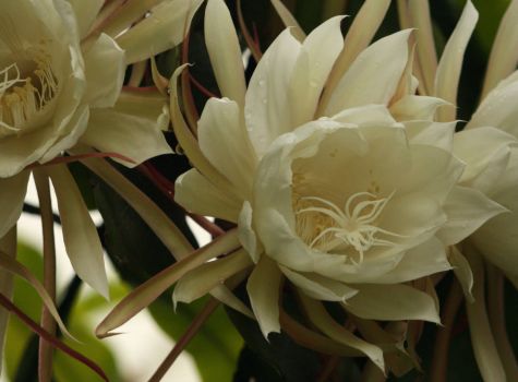 Solve Dutchman S Pipe Cactus Night Flowering Epiphyllum Dec 09 Jigsaw Puzzle Online With Pieces