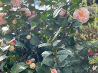 Garden camellias