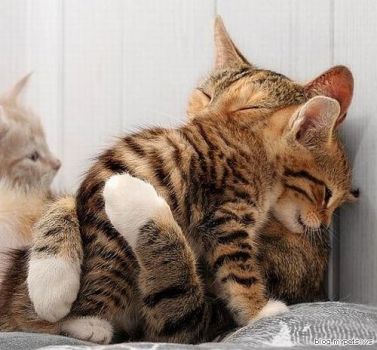 cute-cat-hug
