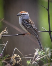 CHIPPING SPARROW