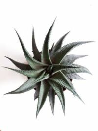 Haworthia