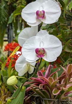 Solve orchid show San Diego Botanical Garden jigsaw puzzle online with