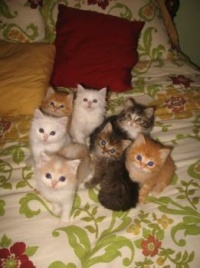 Kitties:-)
