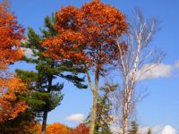 Fall Trees at Diamond Point NY