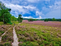 Veluwe