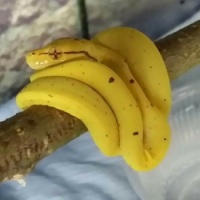 bananas.....no, snake !