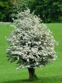 Hawthorn