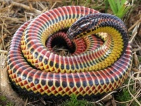 rainbow snake, southeastern United States, non venomous