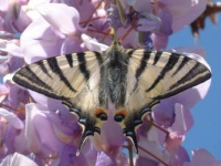 scarce swallowtail butterfly