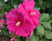 Hibiscus