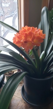 Clivia in front window 2025-02-11