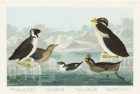 Black-throated Guillemot, Nobbed-billed Auk, Curled-crested Auk and Horned-billed Guillemot