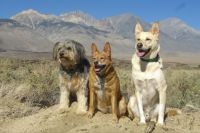 Puppers