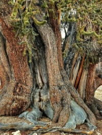 Bristlecone Pine in the White Mountains of California called the Patriarch