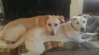 buddies