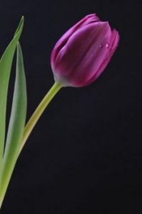 Purple Tulip (Apr17P11)