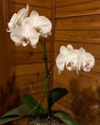 Phalaenopsis orchid