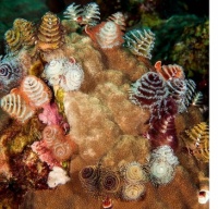 Christmas Tree Worms