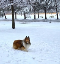 Perfect Pose In The Snow