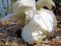 protecting the cygnets from getting too hot??