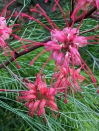 Grevillea longistyla flower
