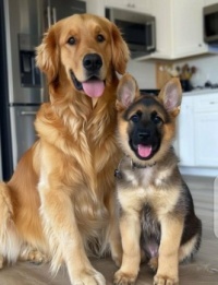 Precious Animals 308