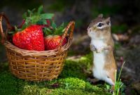 Chipmunk and Strawberries