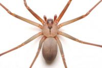 Fiddle back spider