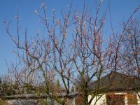 Kvetoucí meruňka - Blossoming apricot