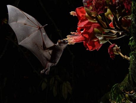 Cave Nectar Bat in Borneo (Eonycteris spelaea)