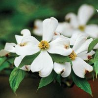 White Dogwood Flowers (Mar17P44)