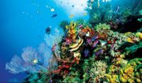 Sea life