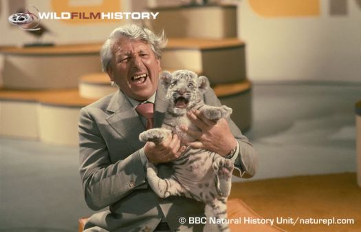 Johnny Morris with a White Tiger cub in the studio.
