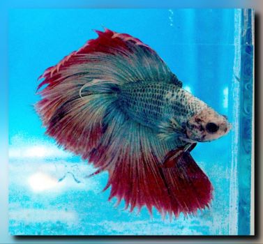 Jigsaw Puzzle Rosetail Betta 9 Pieces Jigidi