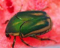 Green June beetle (Cotinis nitida)
