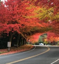 Fall - 2023 - Bothell, Washington