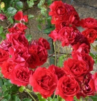 Pnoucí růže...  Tensing roses...