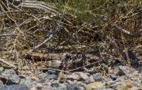 One of my favorite camouflage critters. Who is it?  Clue later in comments, if needed...