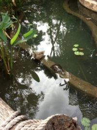 duck and turtle