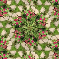 Kaleido