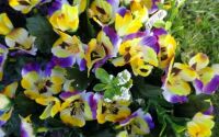 Flowers  (28)