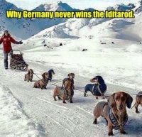 Why Germany never wins the Iditarod