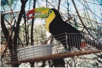 Out of Afrrica, Arazona